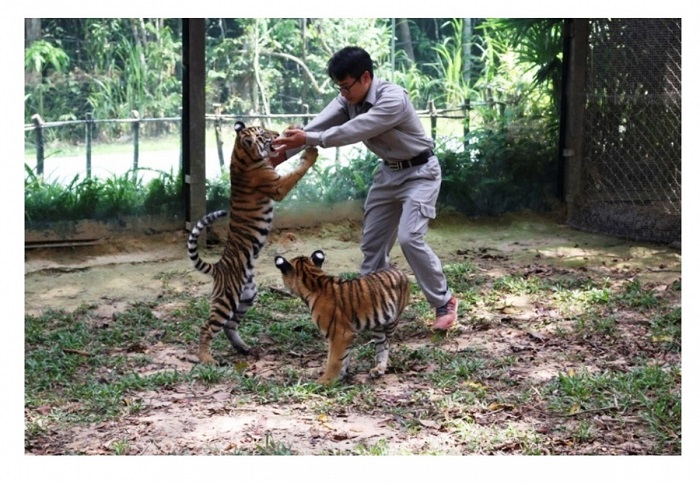 điểm vui chơi phú quốc, trải nghiệm 24 giờ làm “bố hổ”, “mẹ sư tử” tại vinpearl safari phú quốc