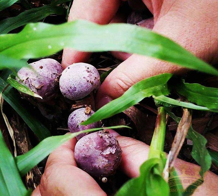 Nấm tràm Phú Quốc - Nguyên liệu quý trong ẩm thực và y học Việt Nam