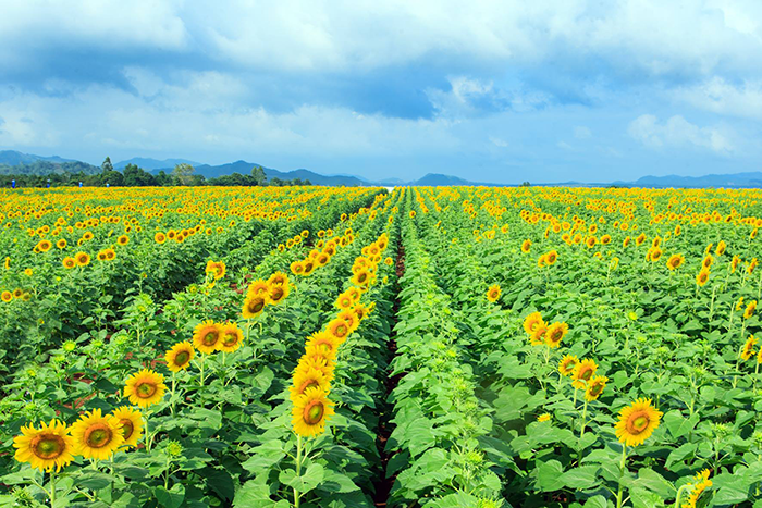 Ghé thăm cánh đồng hoa hướng dương Nghệ An - Điểm check-in tuyệt đẹp