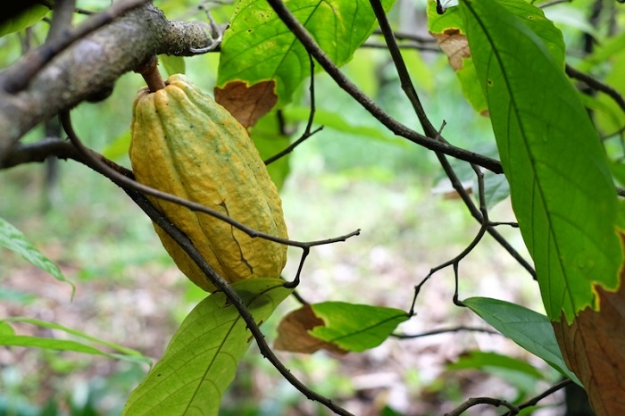 điểm du lịch cần thơ, ghé thăm vườn cacao mười cương - thưởng thức cacao nguyên chất tại vườn
