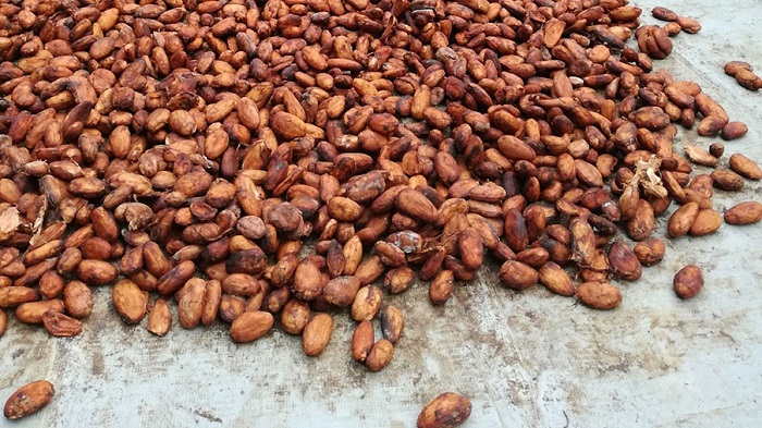 điểm du lịch cần thơ, ghé thăm vườn cacao mười cương - thưởng thức cacao nguyên chất tại vườn