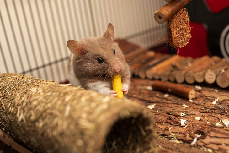 Hướng dẫn cách nuôi chuột Hamster đơn giản dành cho người mới bắt đầu