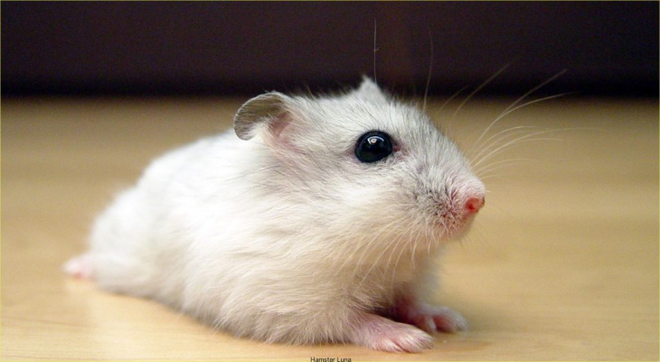 khám phá, trải nghiệm, hướng dẫn cách nuôi chuột hamster đơn giản dành cho người mới bắt đầu