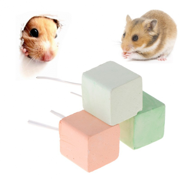 khám phá, trải nghiệm, hướng dẫn cách nuôi chuột hamster đơn giản dành cho người mới bắt đầu