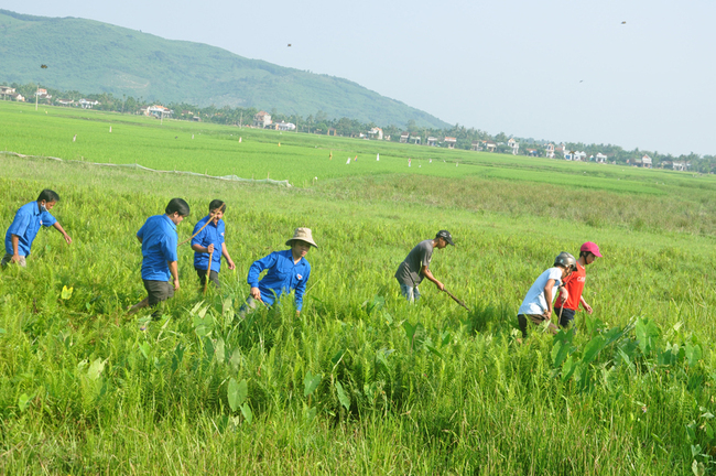 khám phá, trải nghiệm, 5 cách diệt chuột ngoài đồng, ruộng lúa tận gốc