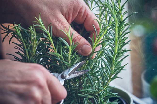 khám phá, trải nghiệm, hướng dẫn cách trồng cây hương thảo trong nhà chi tiết nhất