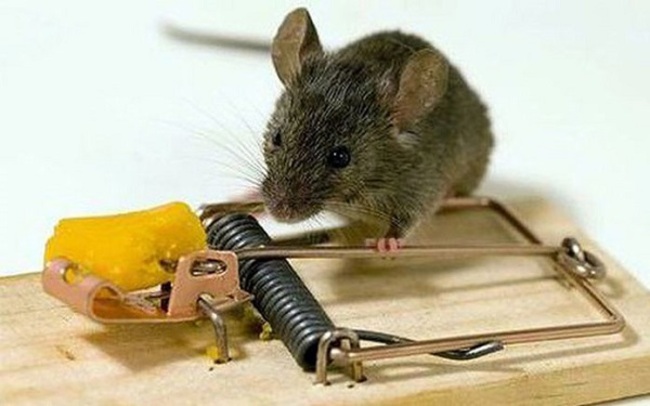 khám phá, trải nghiệm, 10 cách bẫy chuột ở trong nhà, ngoài đồng an toàn và hiệu quả nhất