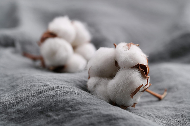 khám phá, trải nghiệm, tìm hiểu về vải cotton – ưu nhược điểm và cách giặt vải