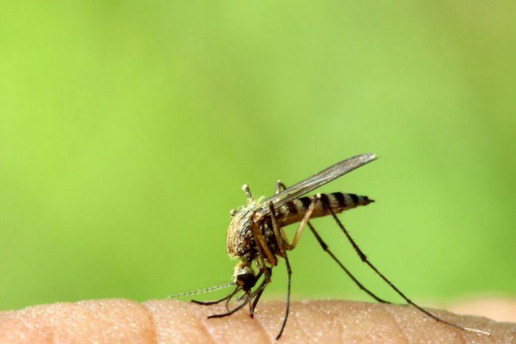 Review 5 Loại Máy Đuổi Muỗi Bằng Sóng Siêu Âm Tốt Nhất