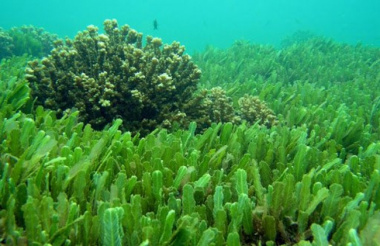 9 lợi ích sức khỏe có thể bạn chưa biết về tảo xoắn 