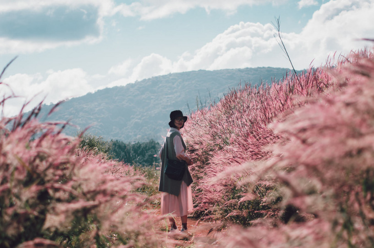 nghỉ dưỡng, đồi cỏ hồng đà lạt – địa điểm check in thơ mộng nhất xứ ngàn hoa