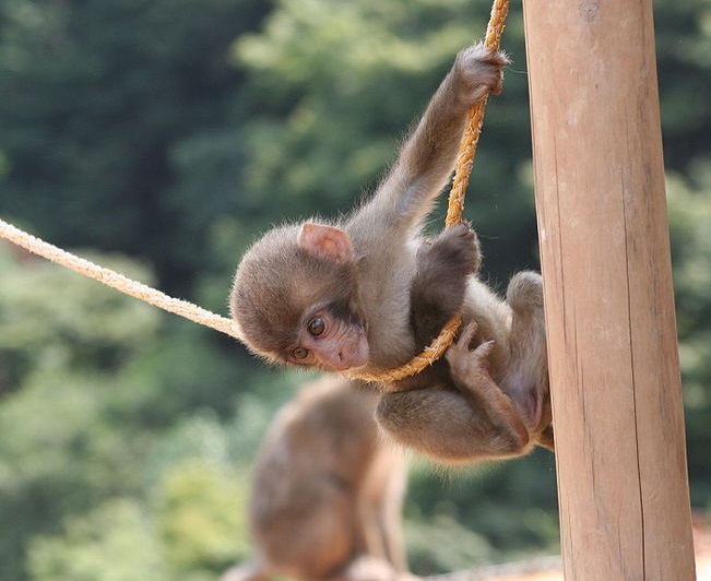 Ghé Thăm Công Viên Khỉ Iwatayama Ở Kyoto Nhật Bản
