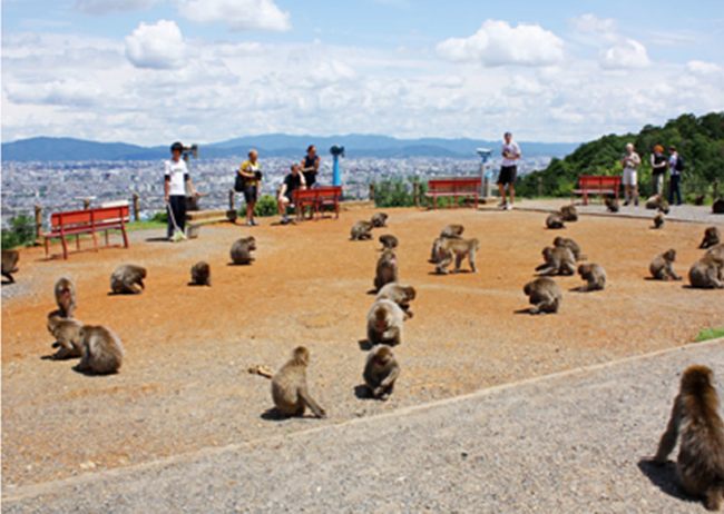 du lịch kyoto nhật bản, du lịch nhật bản, công viên khỉ iwatayama, ghé thăm công viên khỉ iwatayama ở kyoto nhật bản