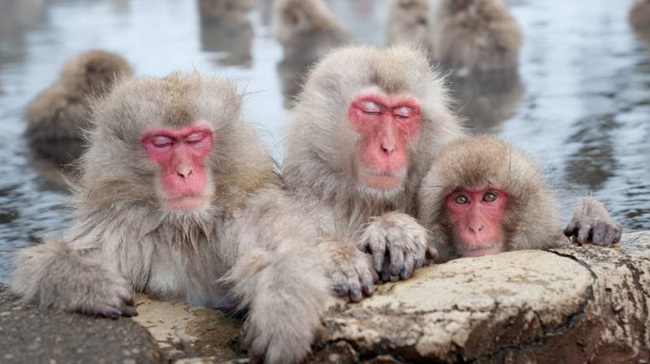 du lịch kyoto nhật bản, du lịch nhật bản, công viên khỉ iwatayama, ghé thăm công viên khỉ iwatayama ở kyoto nhật bản
