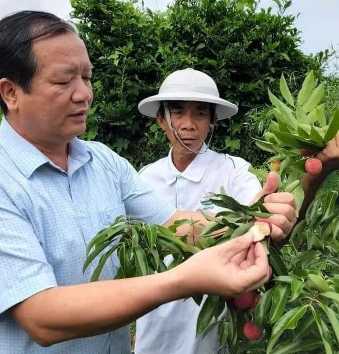 Bắc Giang trồng thử nghiệm thành công vải thiều không hạt