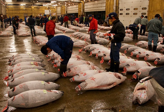 du lịch nhật bản, du lịch tokyo nhật bản, chợ cá tsukiji, thăm chợ cá tsukiji lớn nhất thế giới