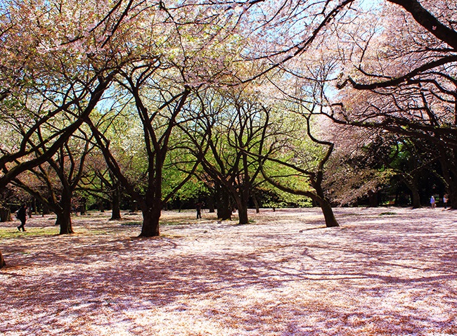 du lịch nhật bản 2018, vườn quốc gia shinjuku gyoen, ngắm vẻ đẹp của vườn quốc gia shinjuku gyoen ở tokyo nhật bản