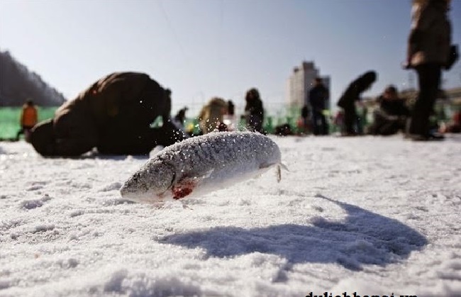 Lễ Hội Câu Cá Hồi Trên Băng Độc Đáo Ở Hàn Quốc