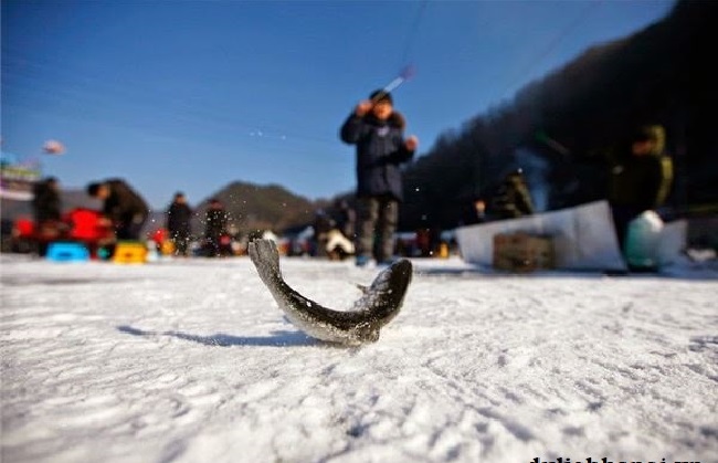du lịch hàn quốc, du lịch gangwon hàn quốc, lễ hội câu cá hồi trên băng độc đáo ở hàn quốc