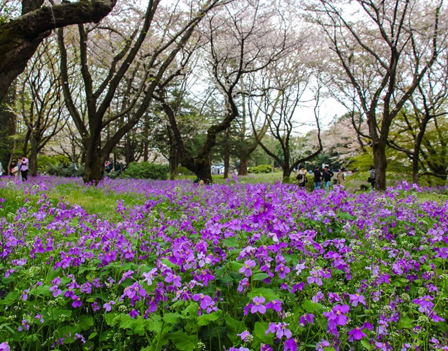 du lịch nhật bản, du lịch tokyo nhật bản, công viên showa kinen, hòa mình cùng thiên nhiên ở công viên showa kinen nhật bản