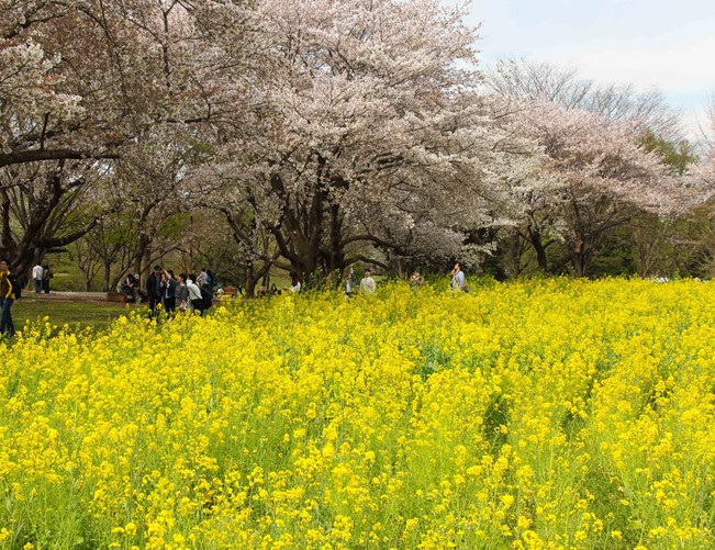 du lịch nhật bản, du lịch tokyo nhật bản, công viên showa kinen, hòa mình cùng thiên nhiên ở công viên showa kinen nhật bản