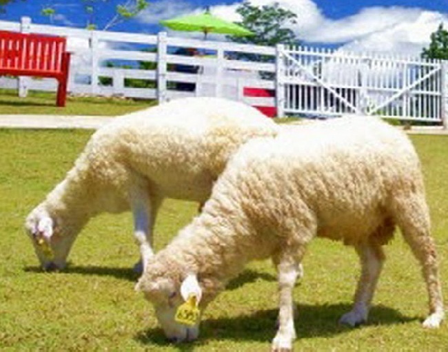 du lịch thái lan 2018, du lịch pattaya thái lan, nông trại nuôi cừu, thăm quan 2 nông trại nuôi cừu độc đáo ở thái lan