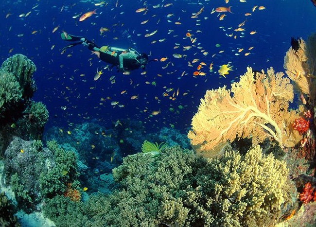 du lịch thái lan 2018, du lịch pattaya thái lan, đảo san hô pattaya, khám phá koh larn thái lan – đảo san hô đặc sắc