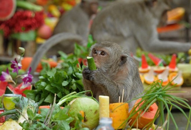 du lịch thái lan 2018, lễ hội truyền thống, monkey buffet festival thái lan, độc đáo lễ hội monkey buffet festival thái lan