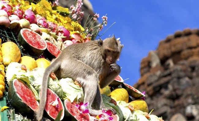 du lịch thái lan 2018, lễ hội truyền thống, monkey buffet festival thái lan, độc đáo lễ hội monkey buffet festival thái lan