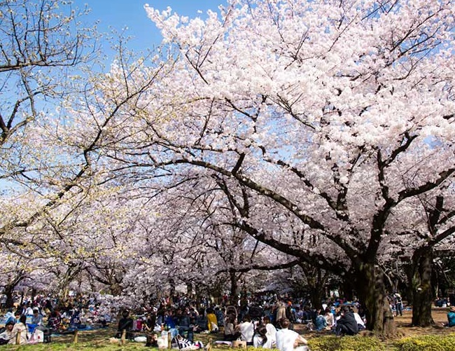 du lịch nhật bản 2018, du lịch tokyo nhật bản, khám phá công viên yoyogi – điểm đến hấp dẫn ở nhật bản
