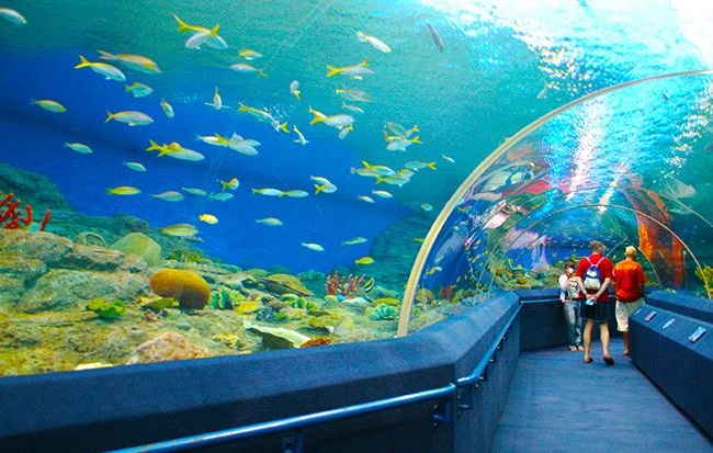 du lịch thái lan 2018, du lịch pattaya thái lan, thủy cung pattaya, khám phá ốc đảo xanh underwater world ở pattaya
