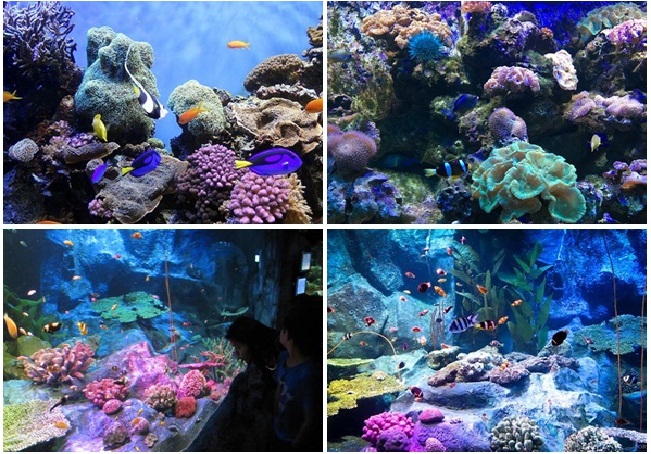 du lịch thái lan 2018, du lịch pattaya thái lan, thủy cung pattaya, khám phá ốc đảo xanh underwater world ở pattaya