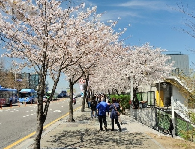 du lịch hàn quốc, du lịch seoul hàn quốc, công viên yeouido, yeouido – công viên giữa lòng thành phố seoul