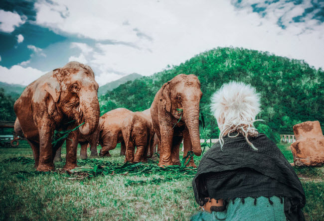 du lịch thái lan, du lịch chiang mai thái lan, công viên voi chiang mai, thăm công viên voi chiang mai khi đi du lịch thái lan