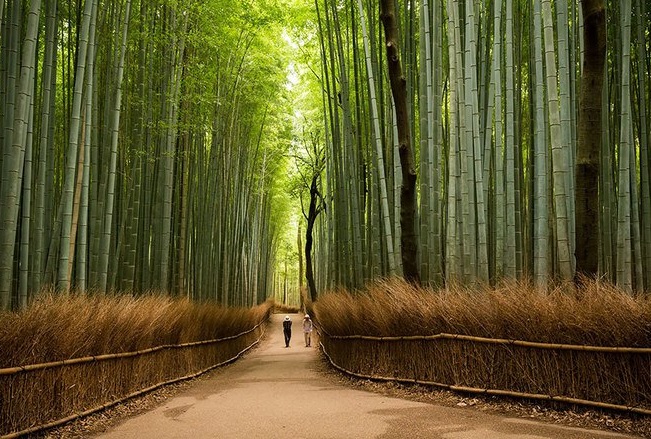 Đến Kyoto Nhật Bản Nhớ Ghé Thăm Rừng Trúc Sagano