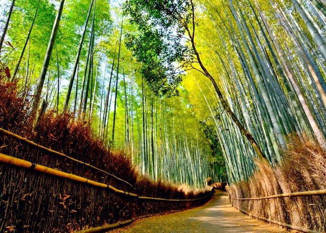 du lịch kyoto nhật bản, du lịch nhật bản, rừng trúc sagano, đến kyoto nhật bản nhớ ghé thăm rừng trúc sagano