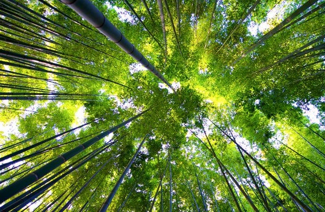 du lịch kyoto nhật bản, du lịch nhật bản, rừng trúc sagano, đến kyoto nhật bản nhớ ghé thăm rừng trúc sagano