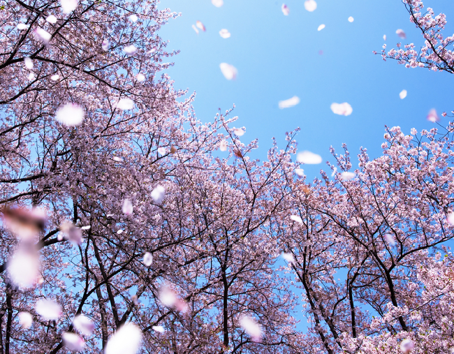 Những Điều Cần Chú Ý Khi Đến Nhật Bản Vào Mùa Xuân