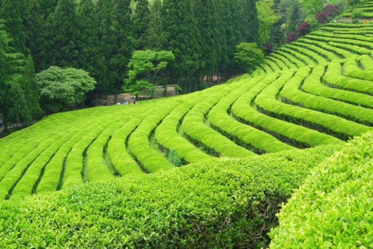 du lịch hàn quốc, du lịch hàn quốc 2018, cánh đồng trà boseong, tận hưởng không khí xanh mát ở cánh đồng trà boseong hàn quốc