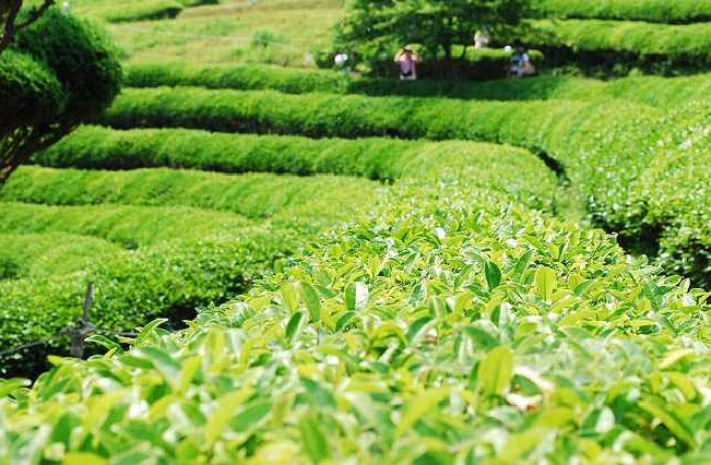 du lịch hàn quốc, du lịch hàn quốc 2018, cánh đồng trà boseong, tận hưởng không khí xanh mát ở cánh đồng trà boseong hàn quốc