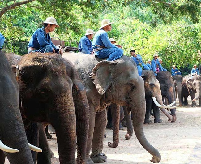 du lịch thái lan 2018, du lịch pattaya thái lan, làng voi pattaya thái lan, khám phá làng voi độc đáo ở pattaya thái lan