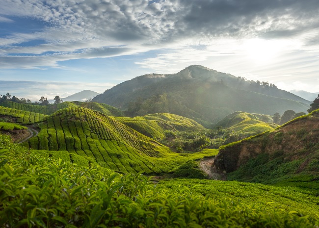 cẩm nang du lịch, du lịch malaysia, cameron – món quà đắt giá thiên nhiên dành tặng cho malaysia