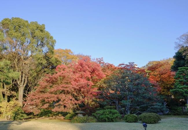 du lịch nhật bản, du lịch tokyo nhật bản, vườn rikugien nhật bản, vườn rikugien - niềm tự hào của thủ đô tokyo