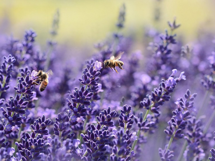 khám phá, trải nghiệm, ngất ngây trước vẻ đẹp của cánh đồng hoa lavender ở provence
