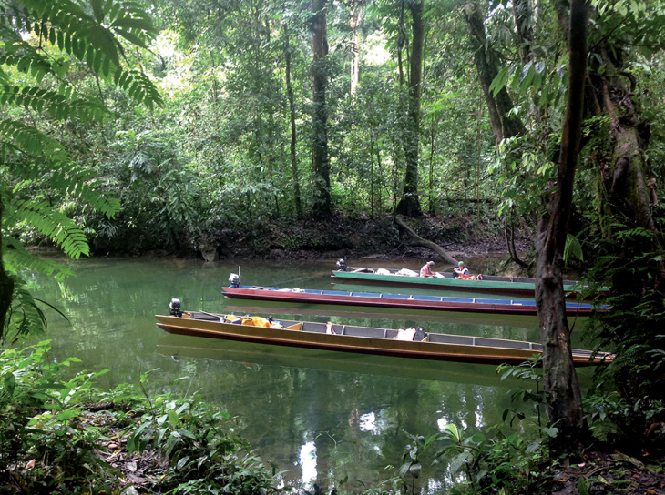 khám phá, trải nghiệm, amazon, borneo – chuyến phiêu lưu trong rừng mưa nhiệt đới