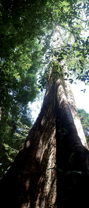 khám phá, trải nghiệm, amazon, borneo – chuyến phiêu lưu trong rừng mưa nhiệt đới