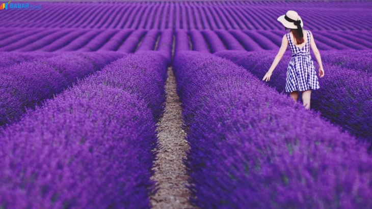 khám phá, trải nghiệm, tìm hiểu về loài hoa có tên lavender