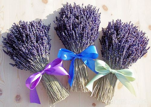 khám phá, trải nghiệm, tìm hiểu về loài hoa có tên lavender