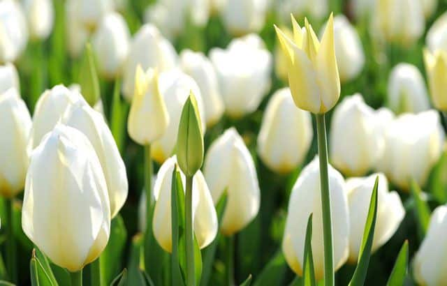 khám phá, trải nghiệm, đi tìm 5 loài hoa tulip hà lan được dân tình yêu thích nhất