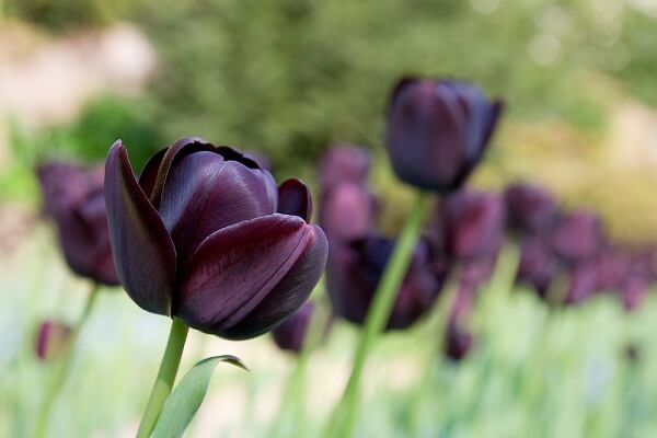 khám phá, trải nghiệm, đi tìm 5 loài hoa tulip hà lan được dân tình yêu thích nhất